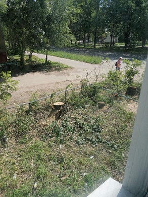 Пока женщина была на даче, во дворе ее дома спилили деревья